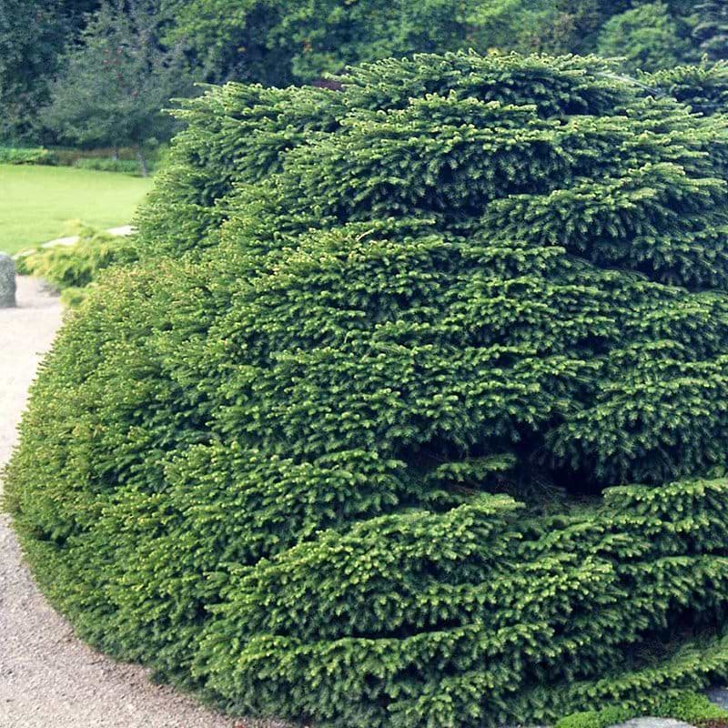 Picea abies Nidiformis