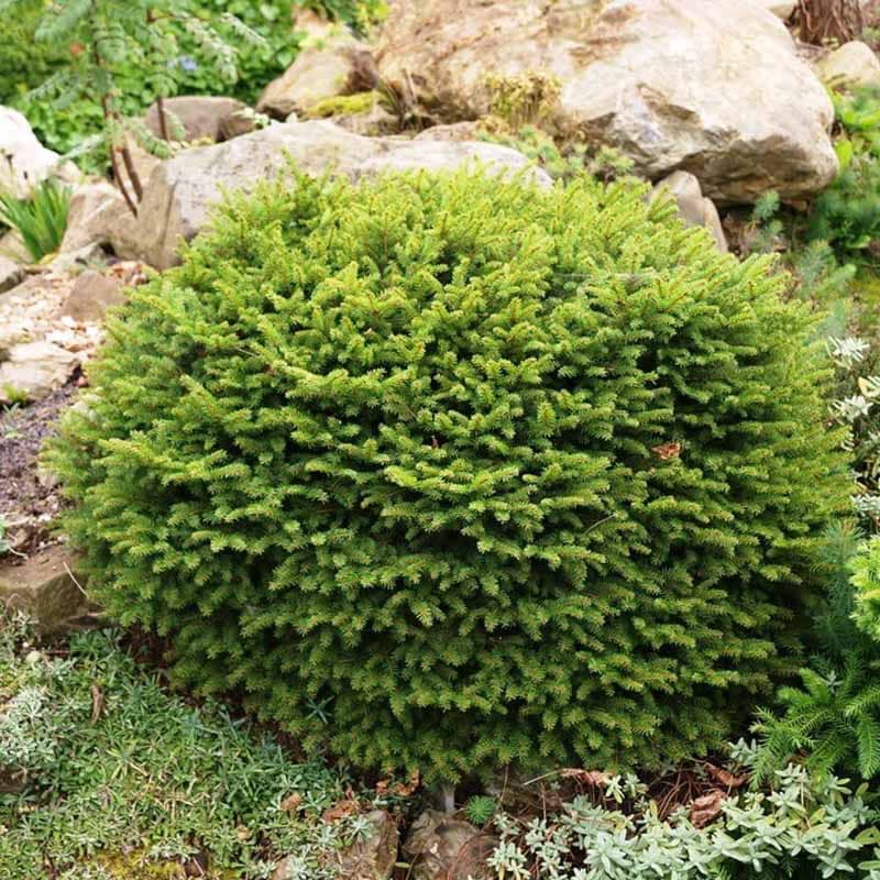Picea abies Nidiformis