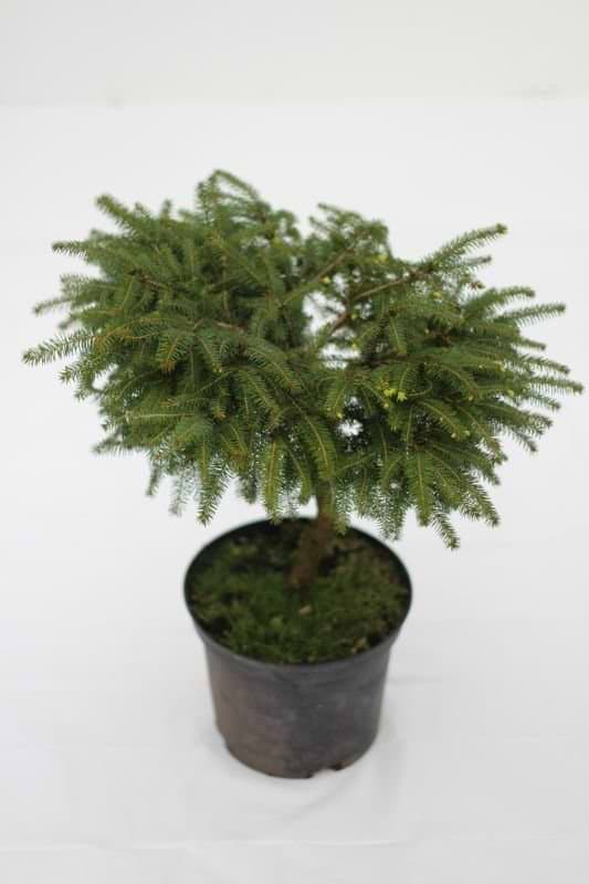 Picea abies Nidiformis opstammet