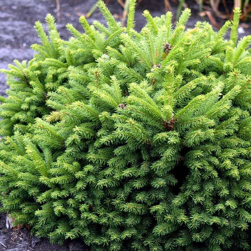 Picea abies Ohlendorffii busk
