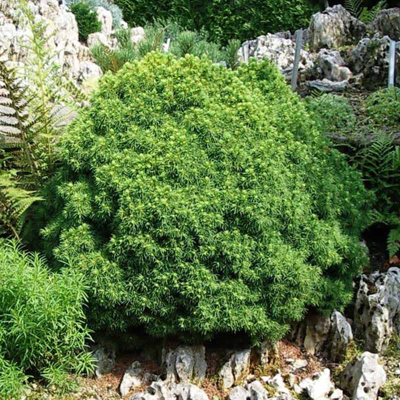 Picea glauca Alberta Globe