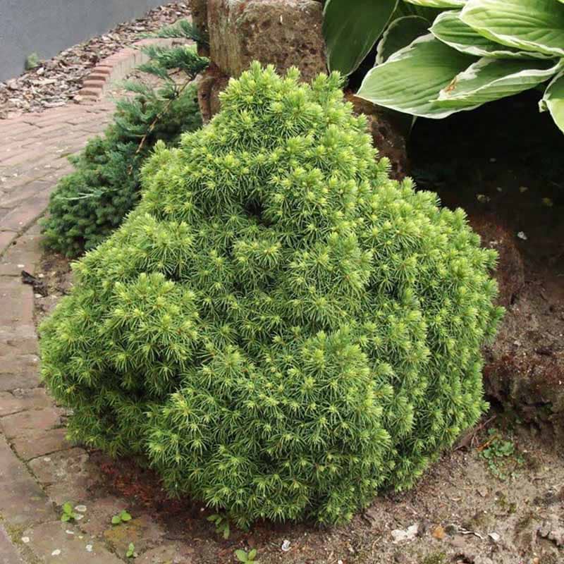 Picea glauca Alberta Globe