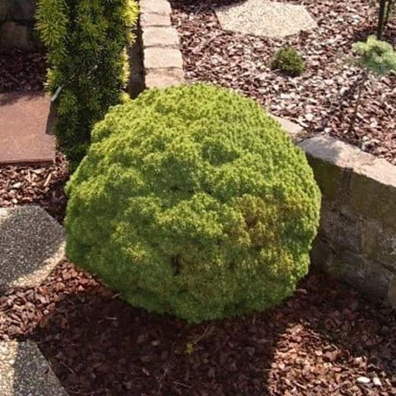 Picea glauca Alberta Globe