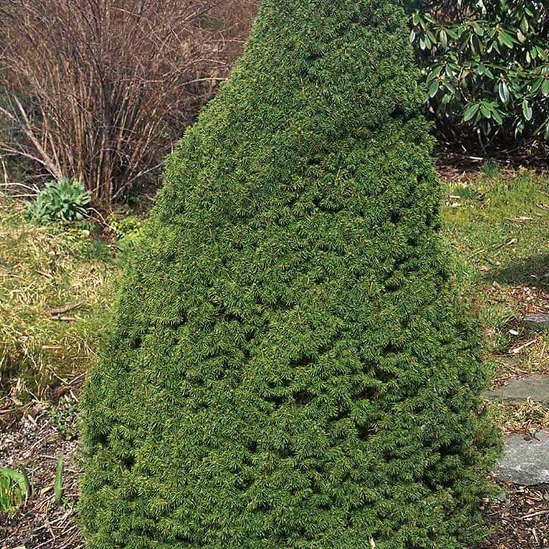 Picea glauca Perfecta