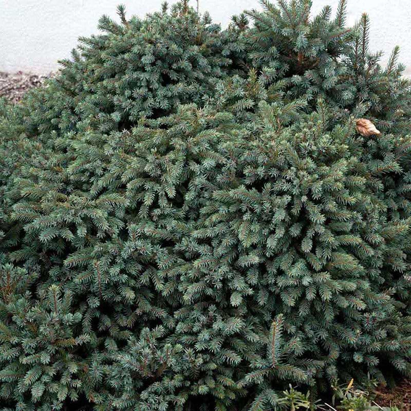 Picea glauca Echiniformis