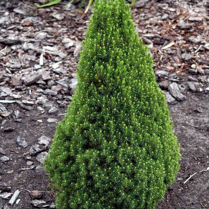 Picea glauca Zuckerhut