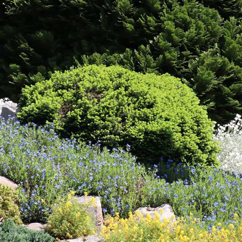 Dværggran (Picea glauca ´Marianna nana´)