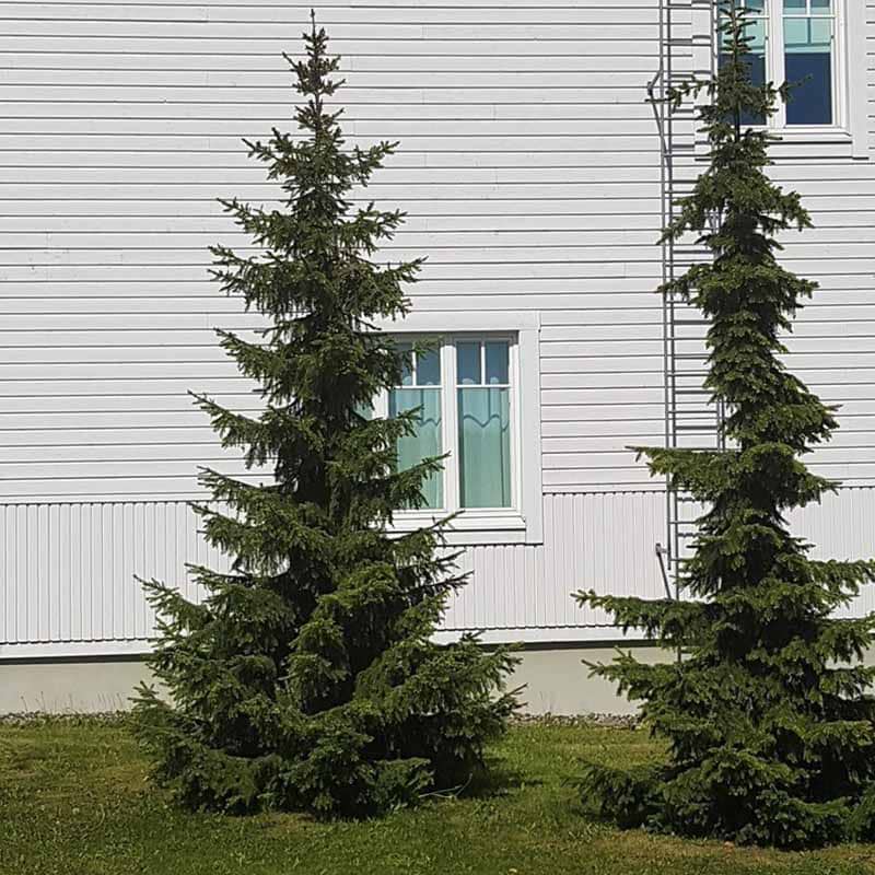 Picea omorika