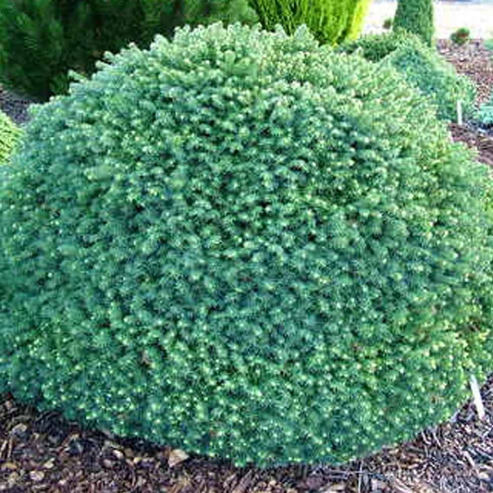 Picea omorika Karel