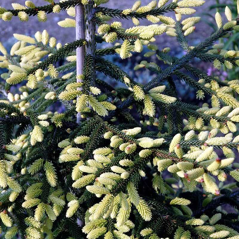 Orientalsk Gran Aureospicata nåle