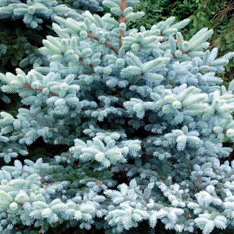 Picea pungens Glauca Globosa træ