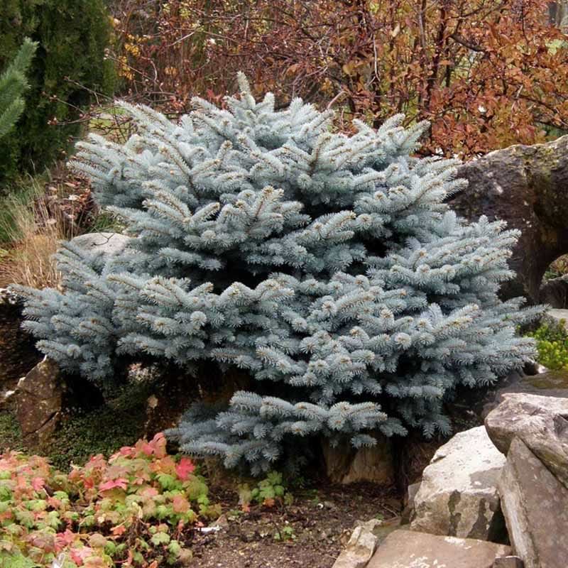 Picea pungens Glauca Globosa
