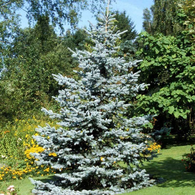 Blågran Glauca