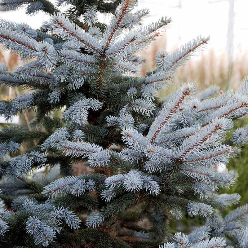 Picea hoopsii