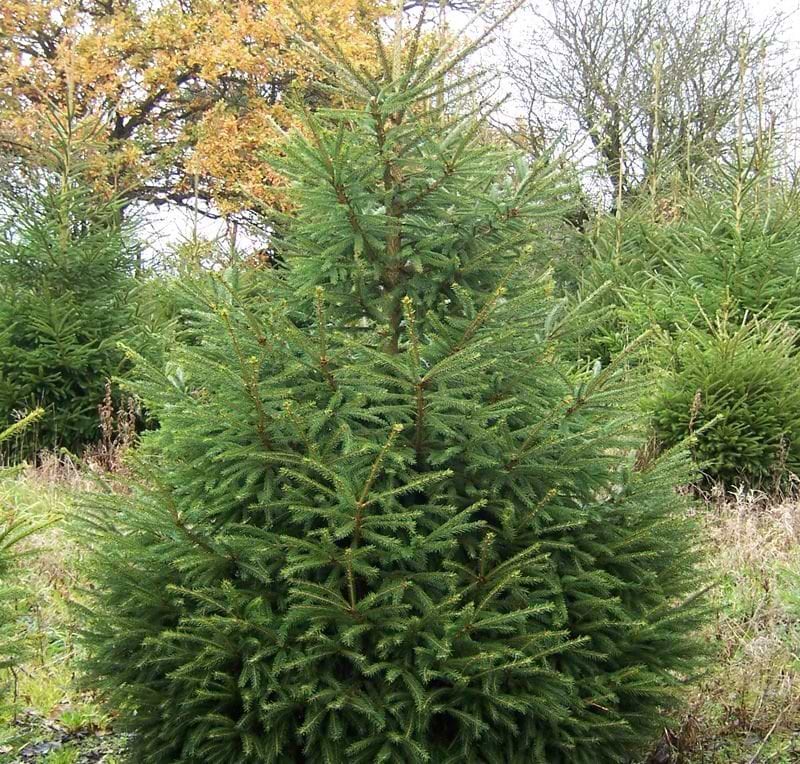 Rødgran  (Picea abies) 100-130 cm