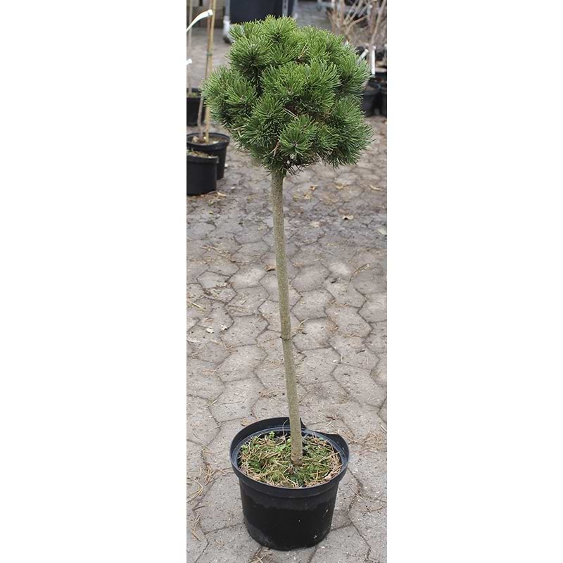 Pinus mugo Picobello opstammet