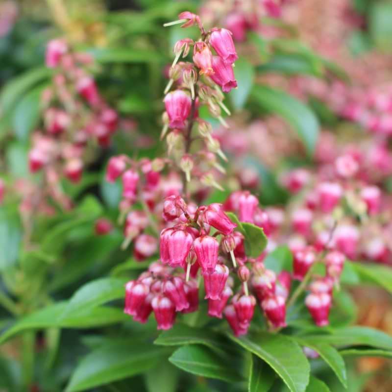 Pieris Valley Valentine blomst