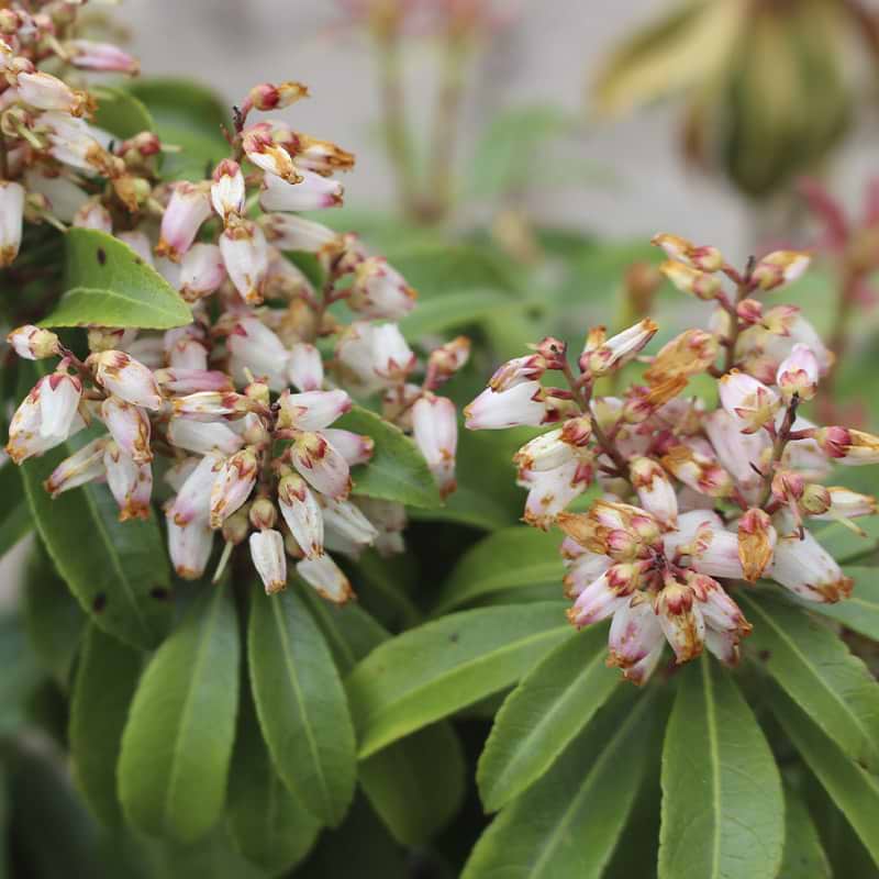 pieris japonica bonfire blomst