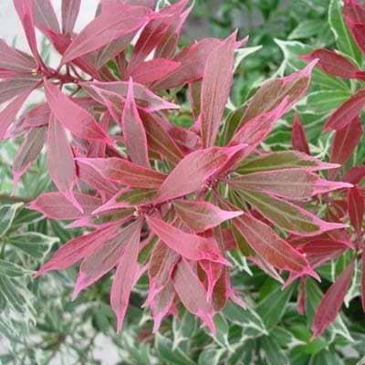 Pieris Carnaval