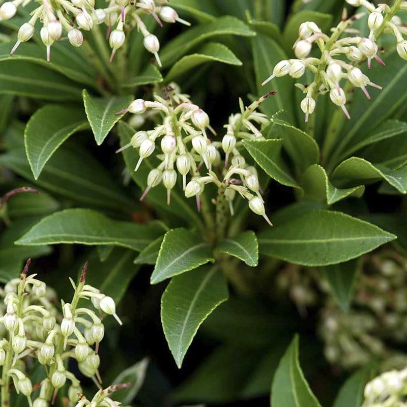 Pieris Debutante