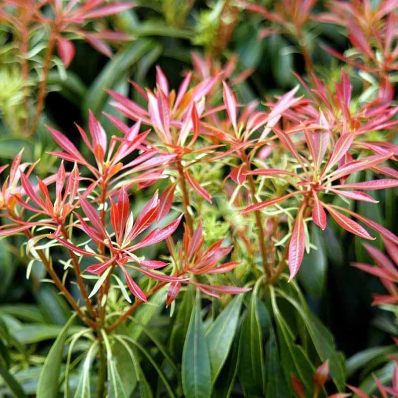 Pieris japonica
