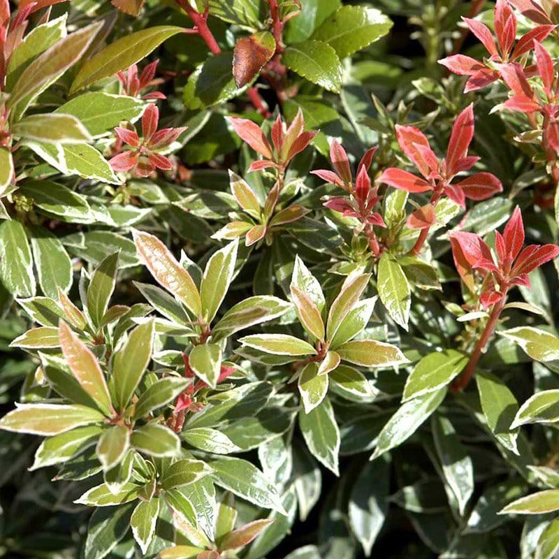 Pieris Little Health blade