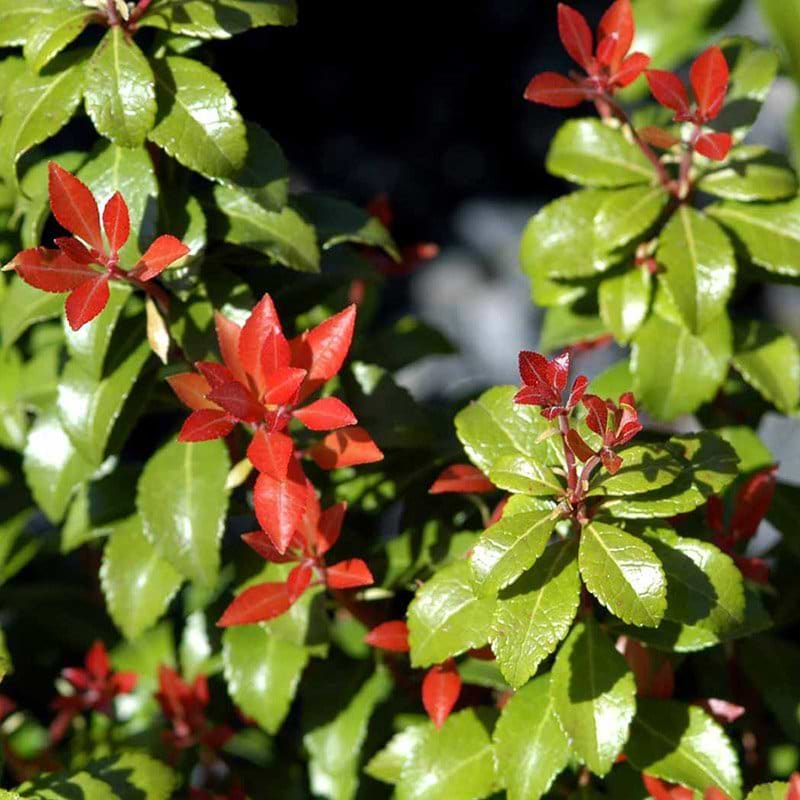 Pieris Little Heath Green blade