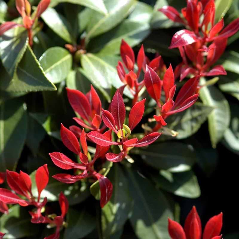 Pieris Mountain fire blade