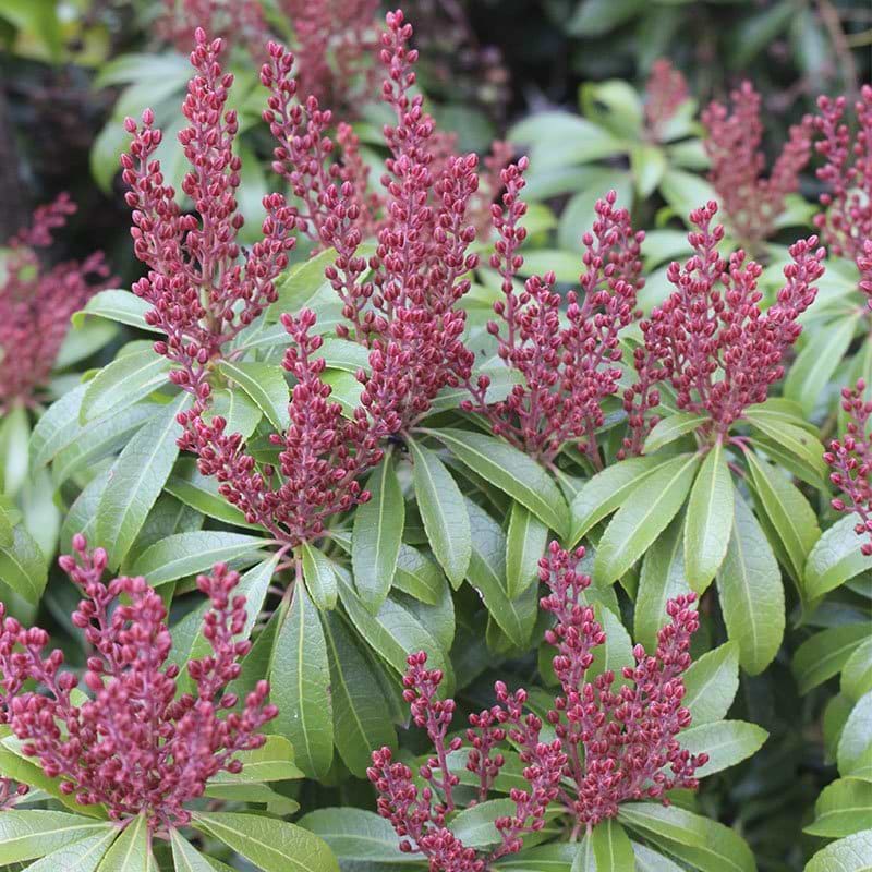 Pieris Passion blomst
