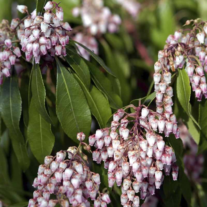 Lyserød Pieris