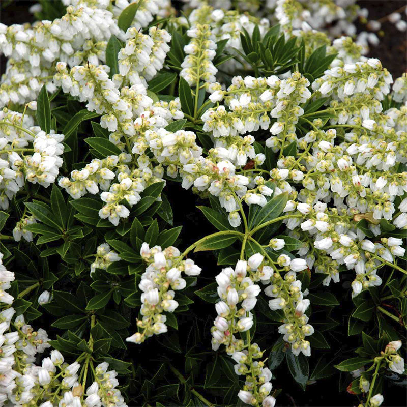 Pieris japonica 'Prelude'