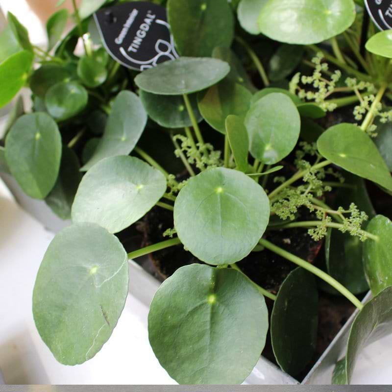 Potteplante - Pilea (Chinease Moneymaker)