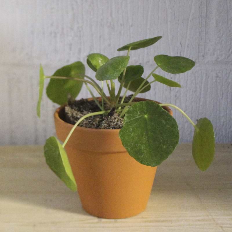 Pilea Peperomioides 'Sugar'