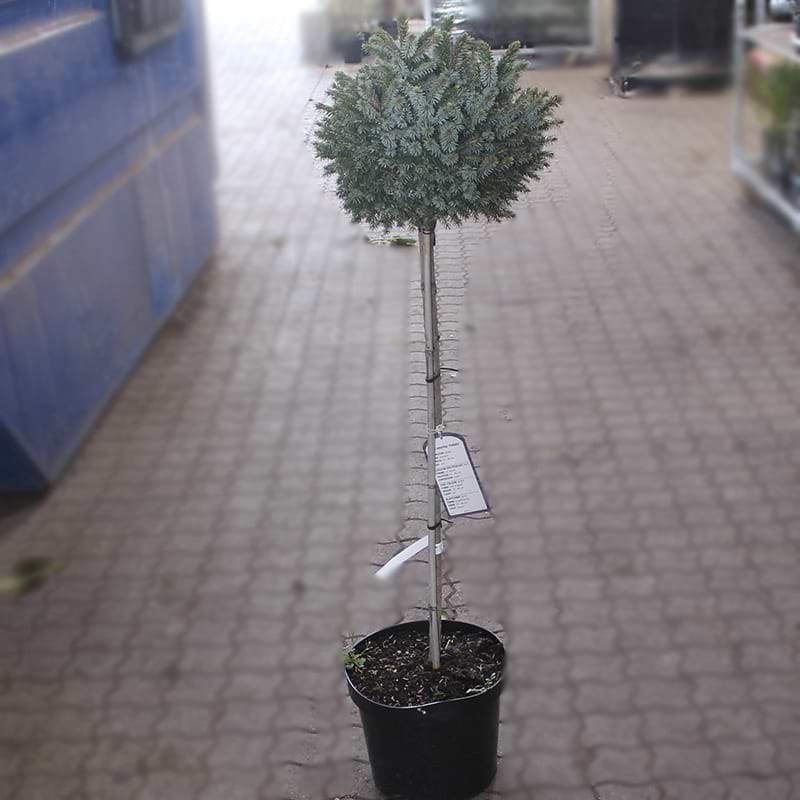 Picea omorika 'Pimoko'