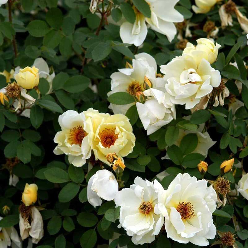 Klitrose rosa hæk