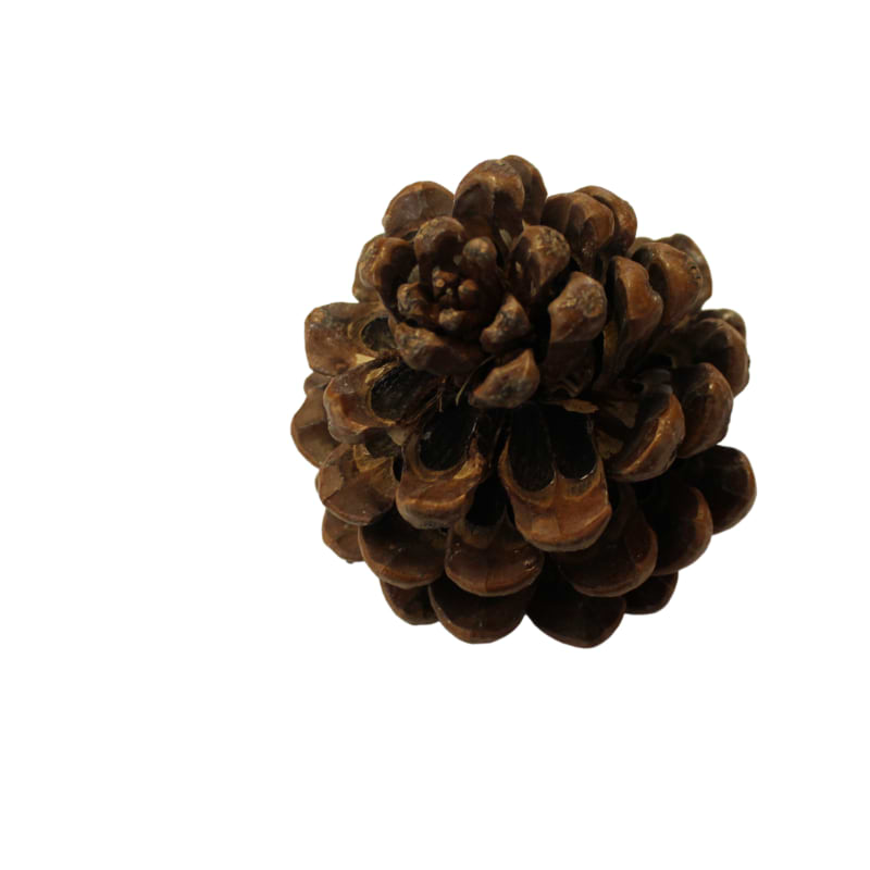 Pinea kogle 