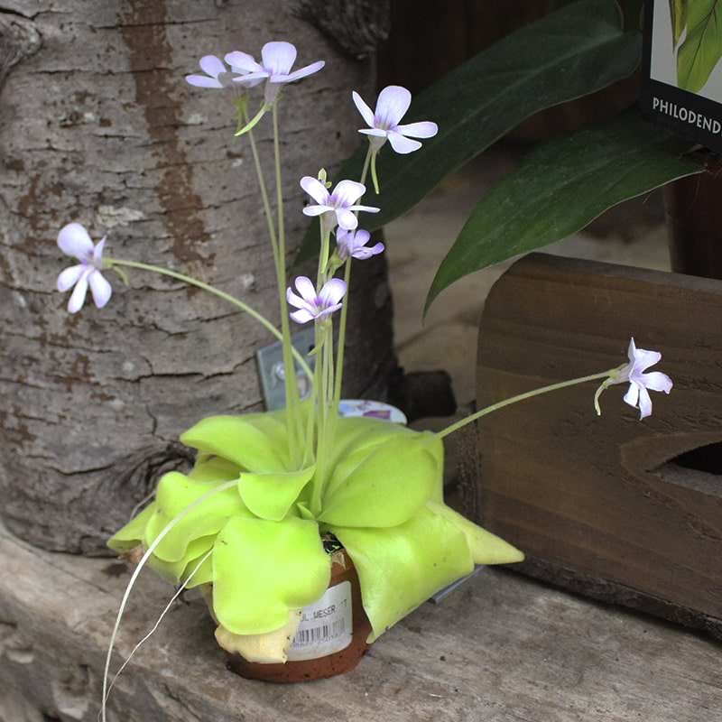stueplante med lilla blomster