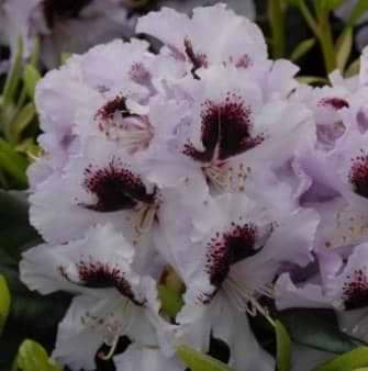 Alperose (Rhododendron 'Pinguin') Flere varianter