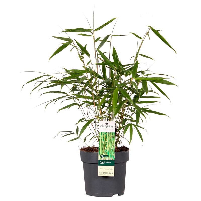 Bambus (Fargesia robusta 'Pingwu') Flere Varianter