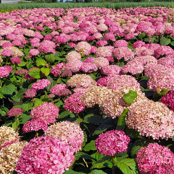 Hortensia (Hydrangea arborescens invincibelle 'The Pink Annabelle') Potte  15 L Ekstra Kraftig