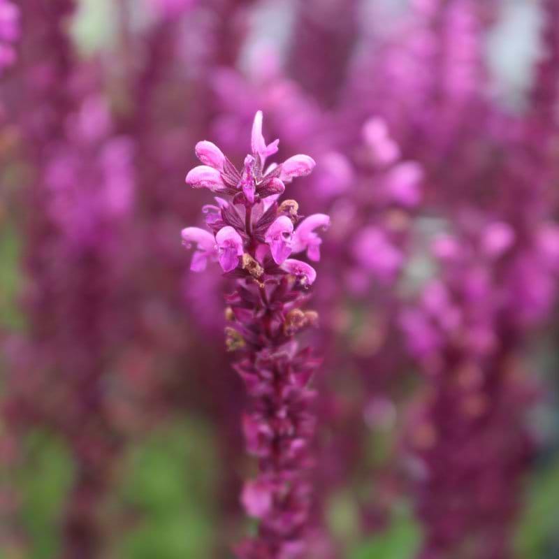 Staudesalvie (Salvia nemorosa 'Pink Beauty')