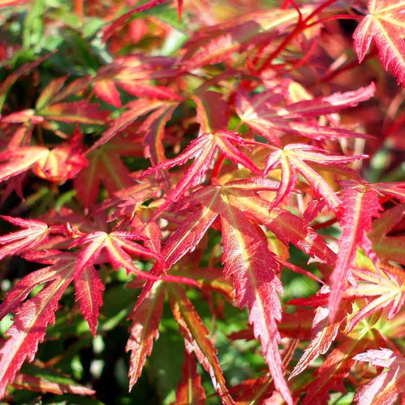 Wilson's Pink Dwarf