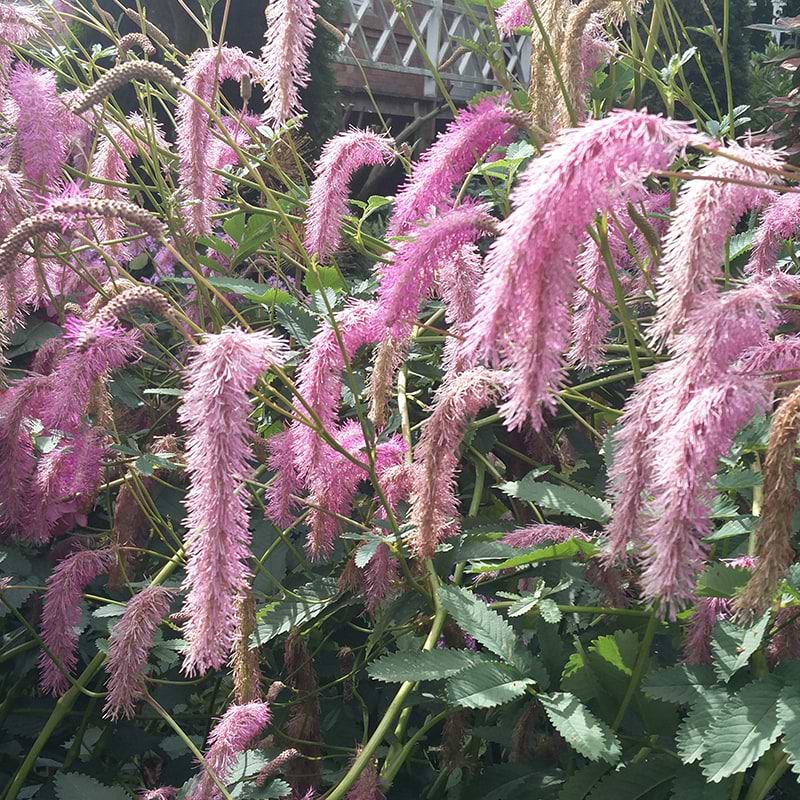 Sanguisorba tenuifolia