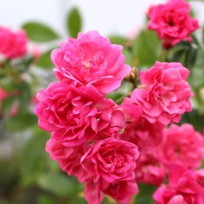 Opstammet rose Pink Fairy