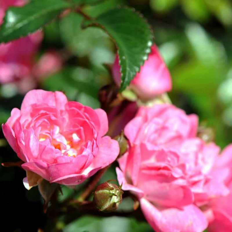 Bunddækkende rose Pink Fairy