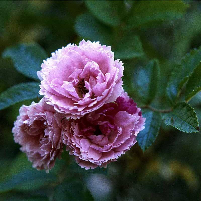 Pink Grootendorst rose