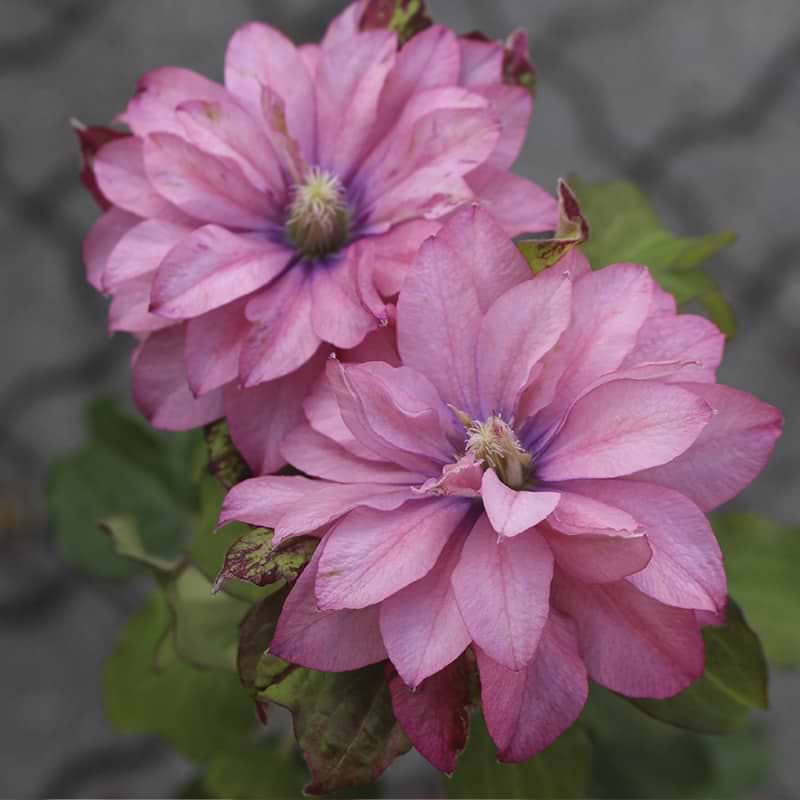 Klematis pink passion