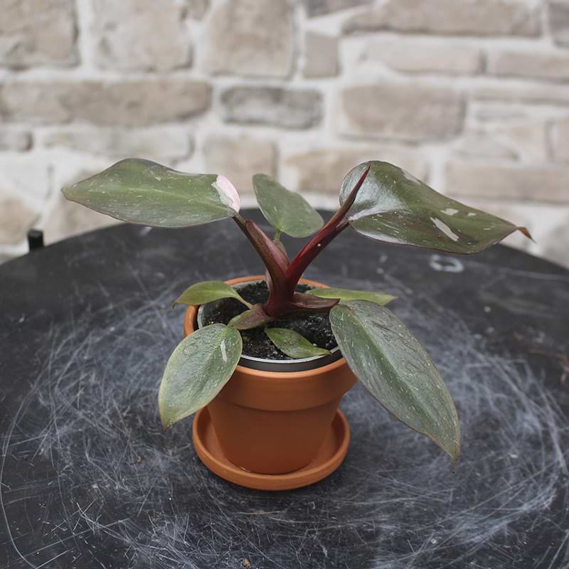 Philodendron pink princess