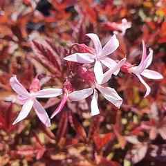 Sommerfugleblomst (Gillenia Trifoliata 'Pink profusion') potte 9 cm