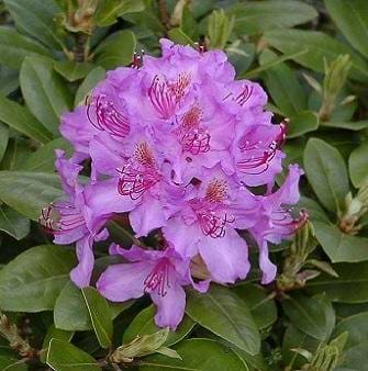 Rhododendron Pink Purple Dream